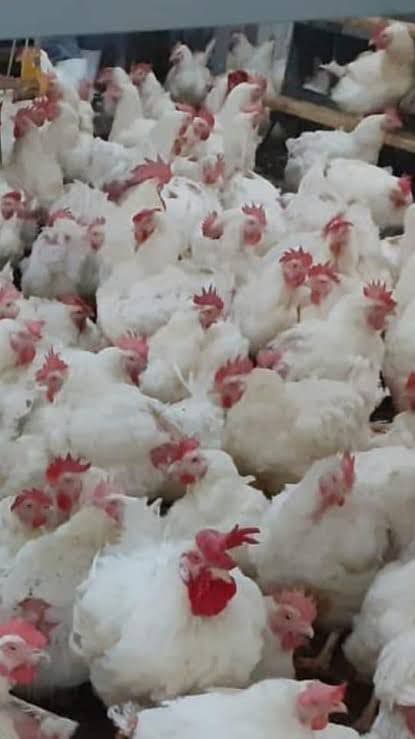 Eğret Tavukçuluk çiftlik düzeni