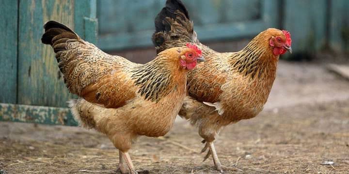 Taze ürün kalite kontrol süreci