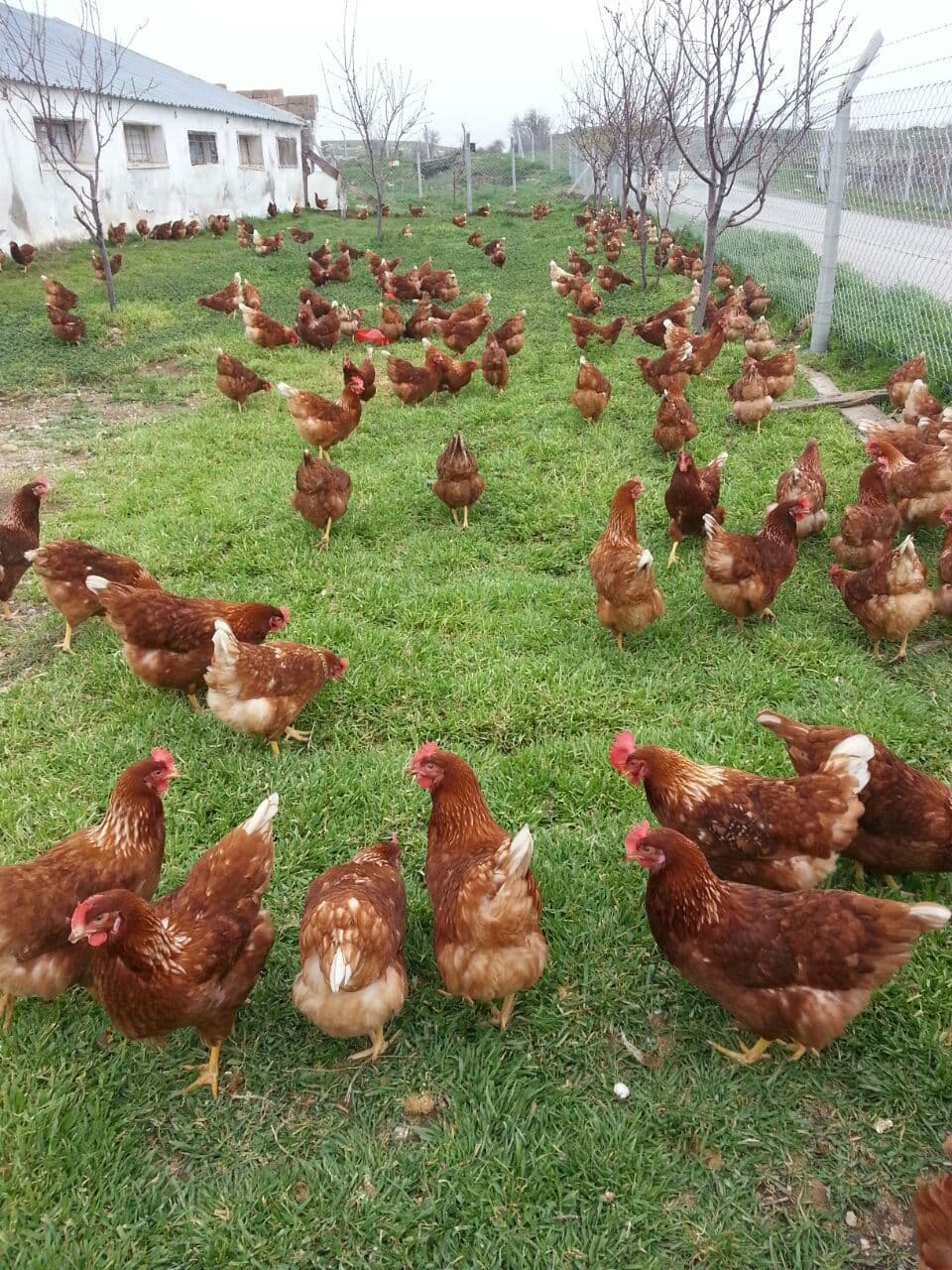 Eğret Tavukçuluk ürün galerisi görüntüsü