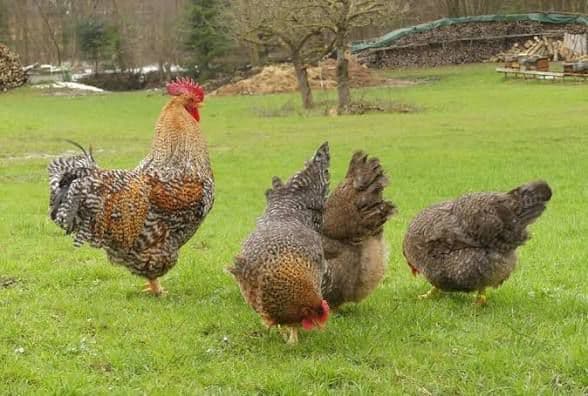 Eğret Tavukçuluk ürün hazırlığı