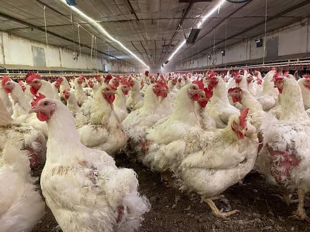 Eğret Tavukçuluk günlük taze ürün görünümü