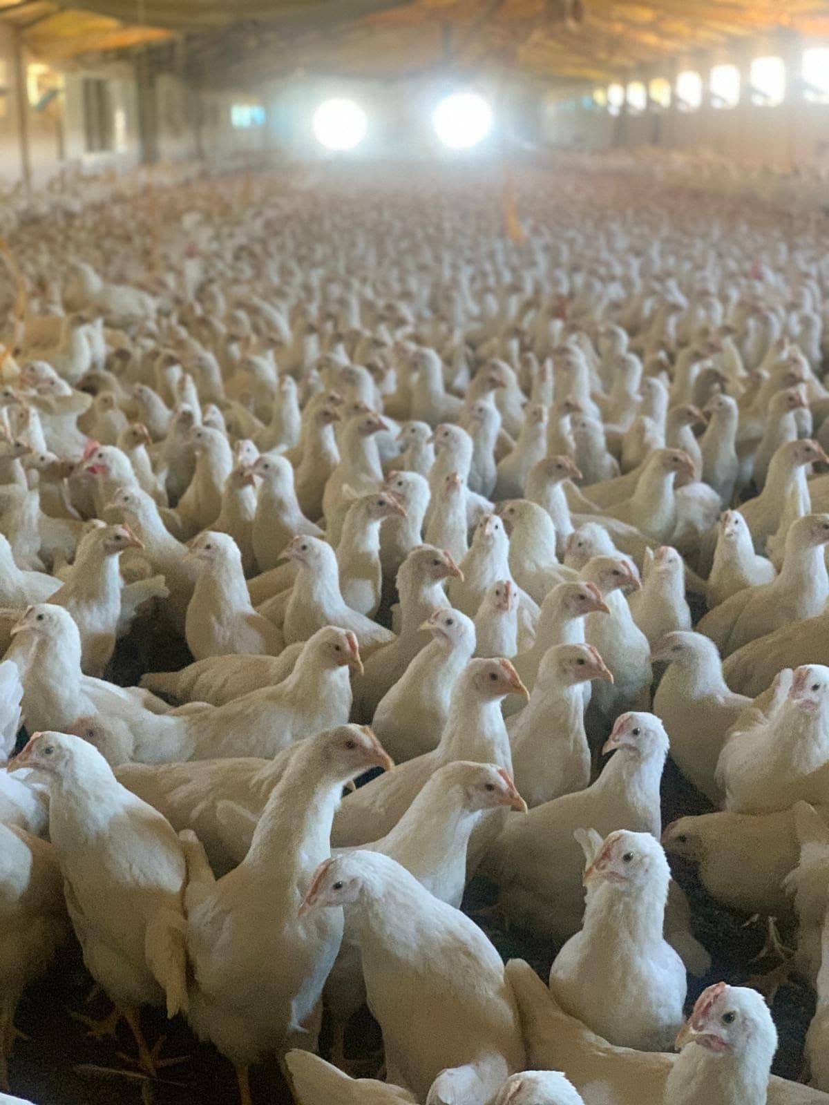 Antalya bölgesinde güvenilir tavuk üretimi